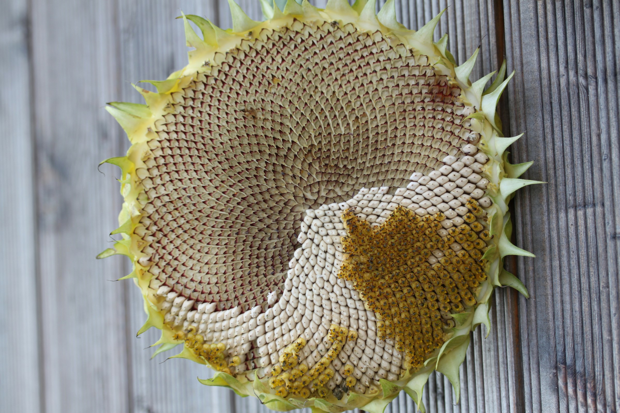 Gedroogde zonnebloemschijf met het gulden-hoek-spiraalpatroon